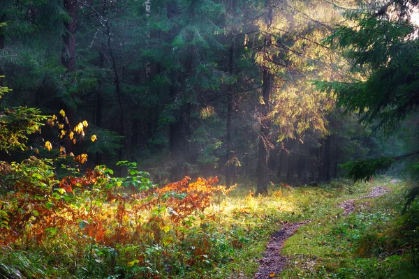 Güneş ormanı — Stok fotoğraf