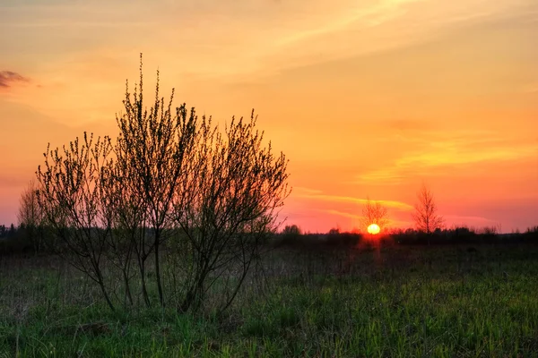 Zachód słońca w polu lato — Zdjęcie stockowe