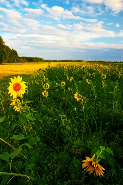 Zemědělská půda pole slunečnic — Stock fotografie