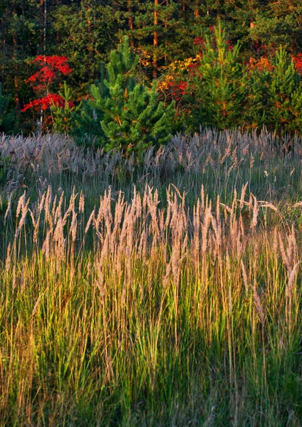 Kleurrijke veld — Stockfoto