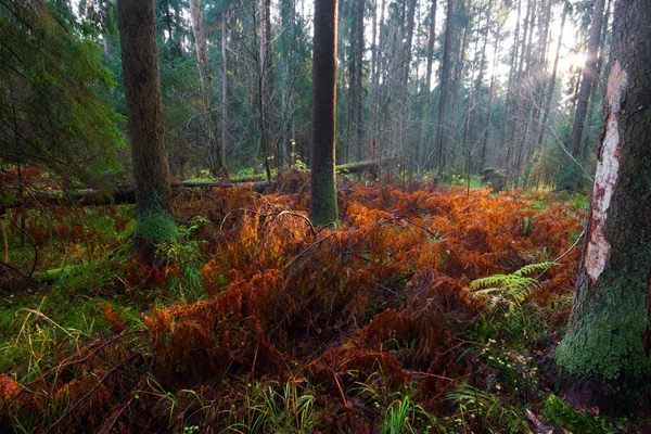 Güneş ormanı — Stok fotoğraf
