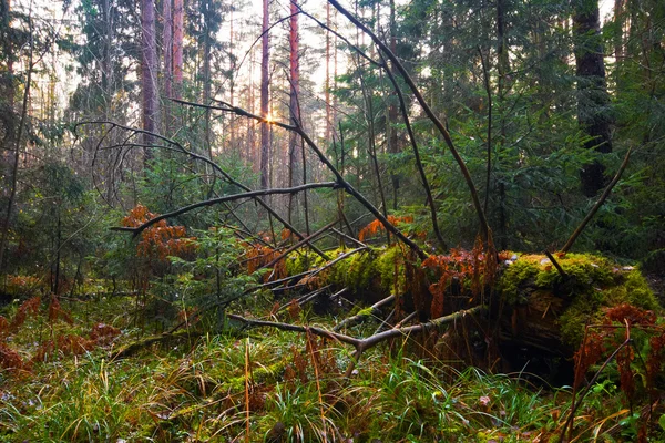 Słońce lasu — Zdjęcie stockowe