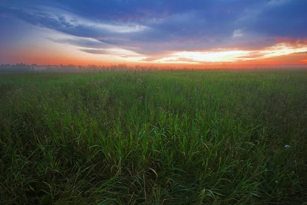 Zonsondergang in de zomer veld — Stockfoto