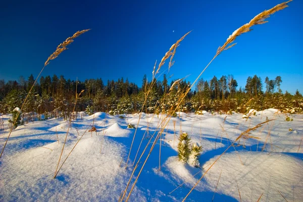 Paysage hivernal — Photo