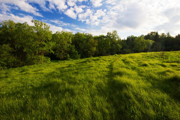 Зеленое поле

