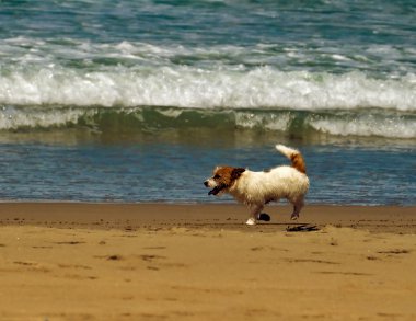 Dog on the tropical beach. clipart