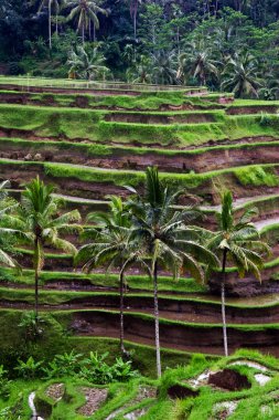 View of the rice terraces clipart