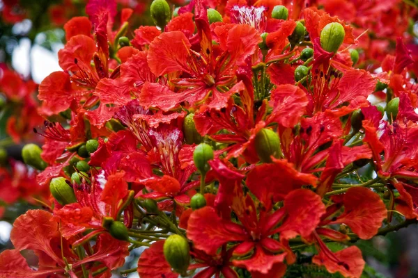 빨간 꽃들 — 스톡 사진