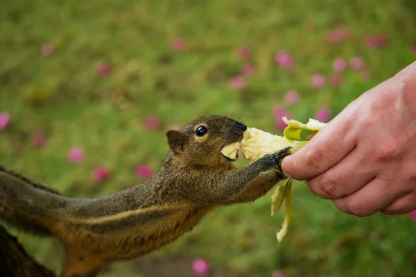 Eekhoorn eet een banaan — Stockfoto