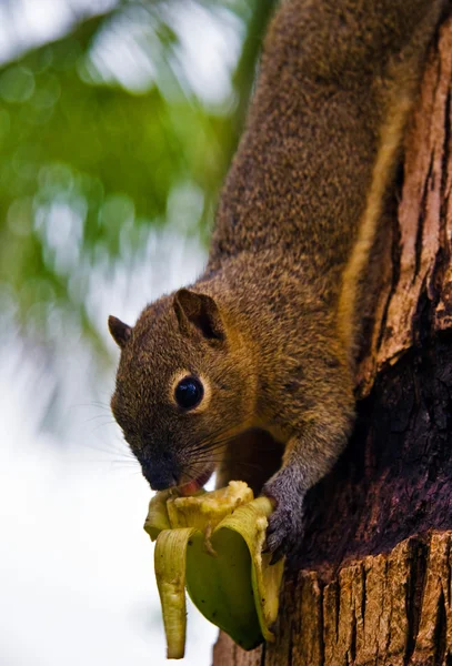 Squirrel eats a banana — Stock Photo, Image