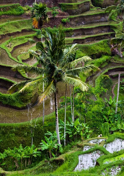 View of the rice terraces — Stock Photo, Image