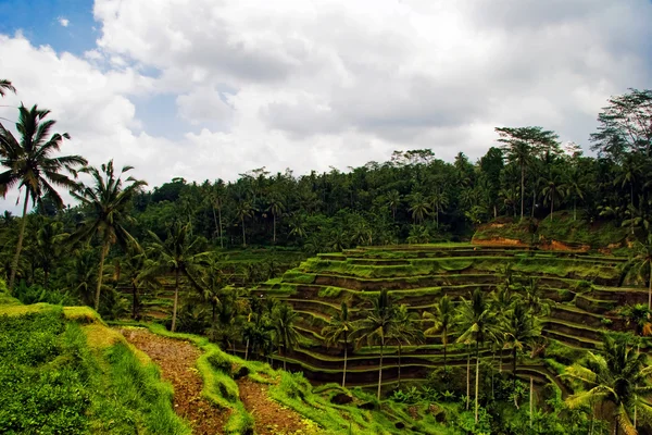 View of the rice terraces — Stock Photo, Image