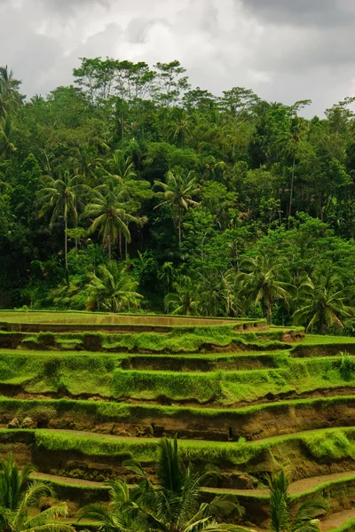 Вид на рисові тераси — стокове фото