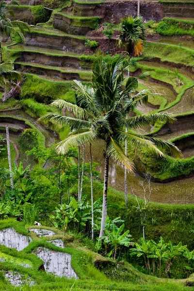 Rânduri de varză tânără de orez — Fotografie, imagine de stoc