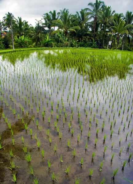 Rice terrace — Stock Photo, Image
