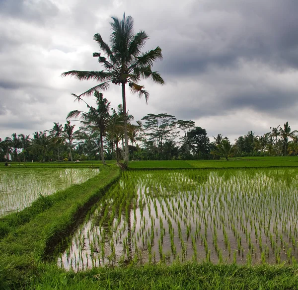 Rice terrace — Stock Photo, Image