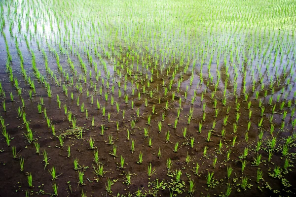 Rijen van jonge spruiten van rijst — Stockfoto