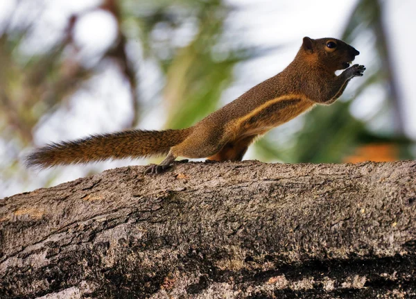 Esquilo come uma banana — Fotografia de Stock
