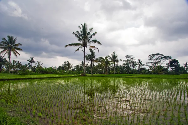 Рисові тераси — стокове фото