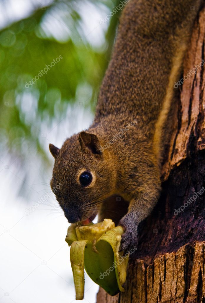 Squirrel eats a banana