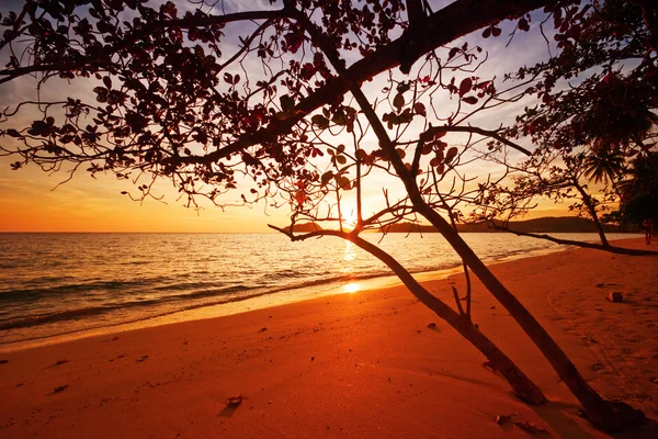 Tropical sunset — Stock Photo, Image