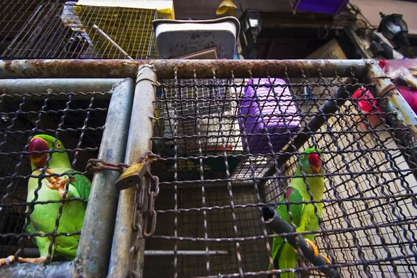 stock image Parrots in the cage