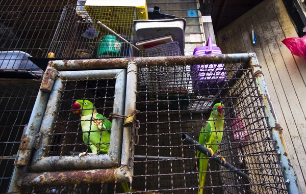 stock image Parrots in the cage