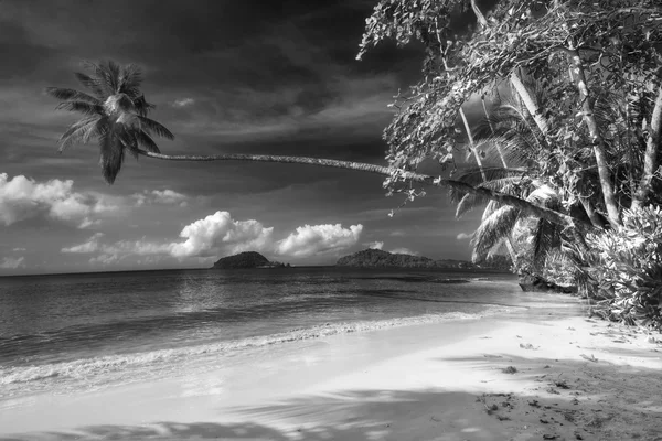 En la playa tropical — Foto de Stock