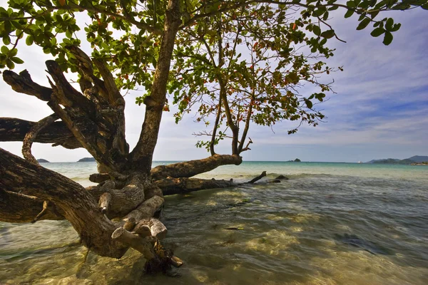 Tropik plajda — Stok fotoğraf