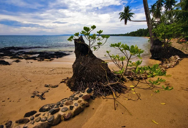 På den tropiska stranden — Stockfoto