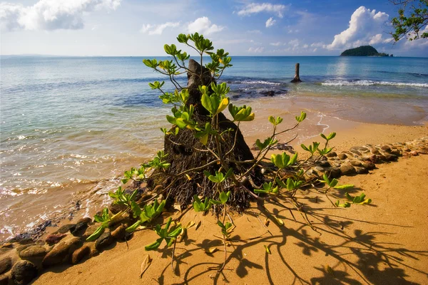 A trópusi tengerparton — Stock Fotó