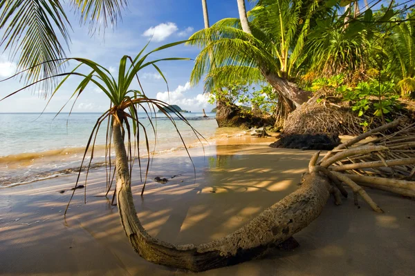 Tropik plajda — Stok fotoğraf