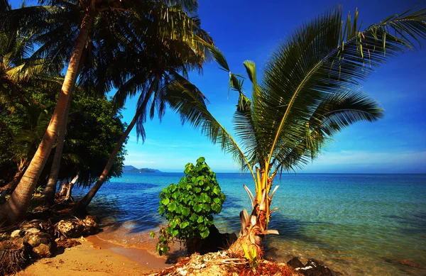 On the tropical beach — Stock Photo, Image