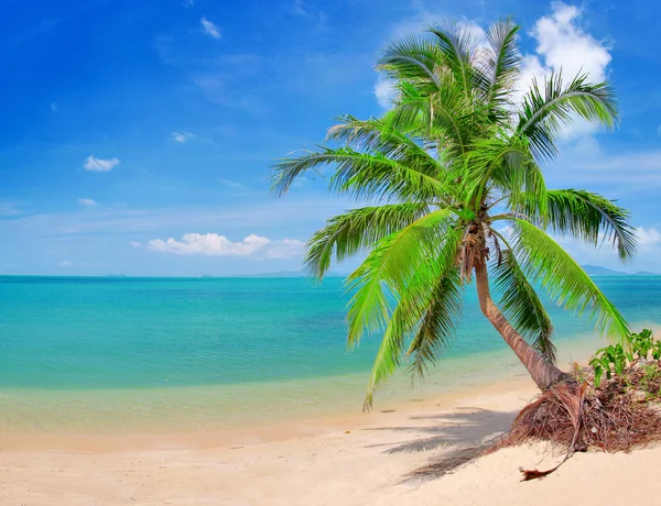 Hermosa playa con palma de coco y se —  Fotos de Stock