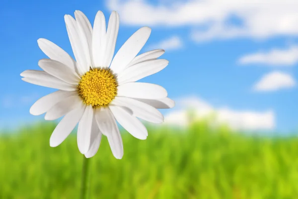 White daisies on blue sky and green gras — Stock Photo, Image