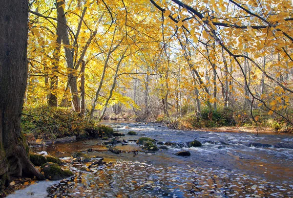 Řeka na podzim lesa — Stock fotografie