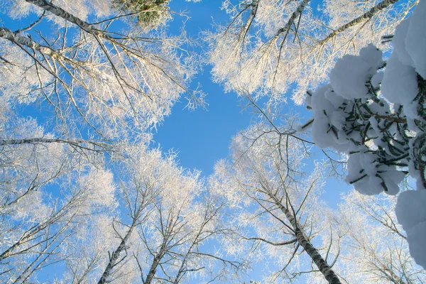 Blue sky in beautiful winter forest — Stock Photo, Image
