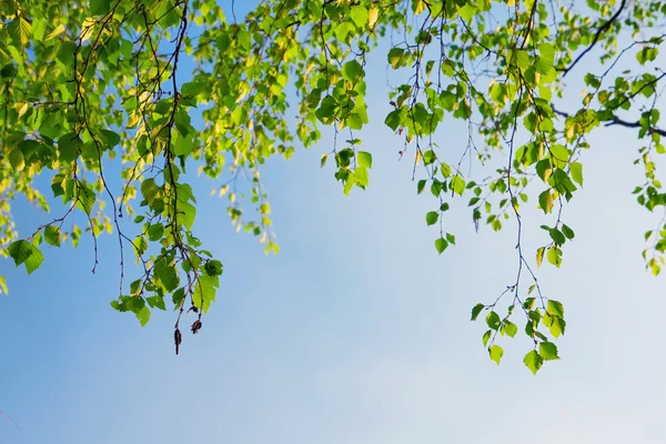 Gröna blad gren och blå himmel — Stockfoto