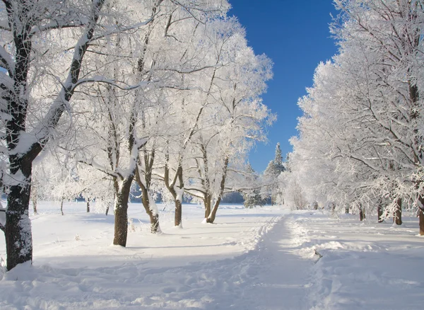 Zimowy park w śniegu — Zdjęcie stockowe