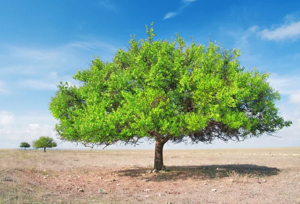 Trzy zielone drzewo w skwarny stepowy — Zdjęcie stockowe