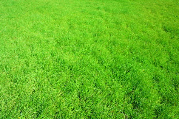 Nueva hierba verde primavera para el diseño — Foto de Stock