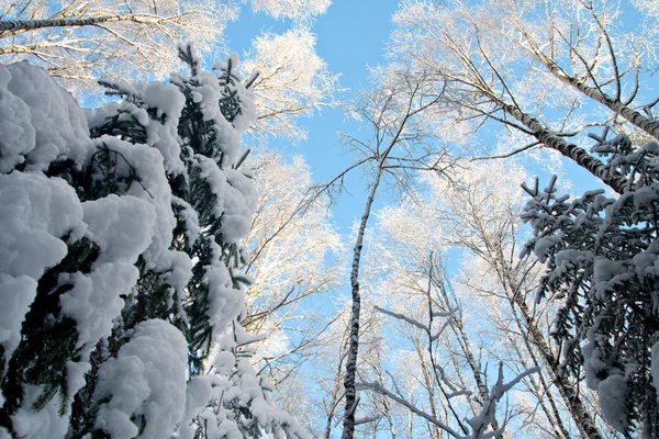 Μπλε του ουρανού στο όμορφο χειμώνα δάσος — Φωτογραφία Αρχείου