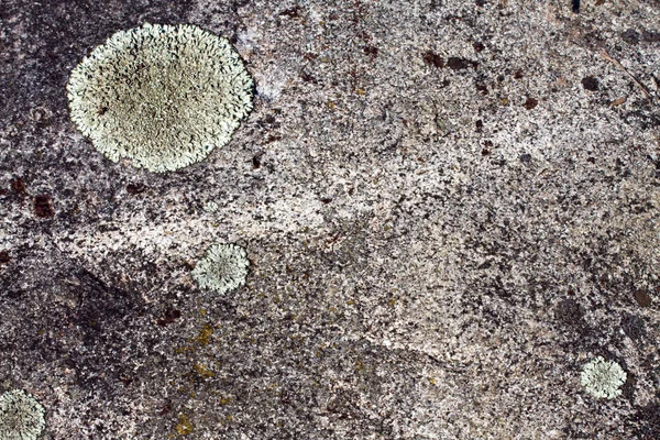 Lichen moss on granite stone background — Stock Photo, Image