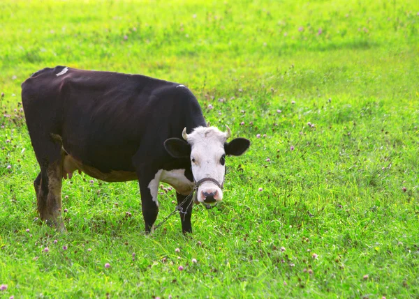 Kuh im Kleefeld — Stockfoto