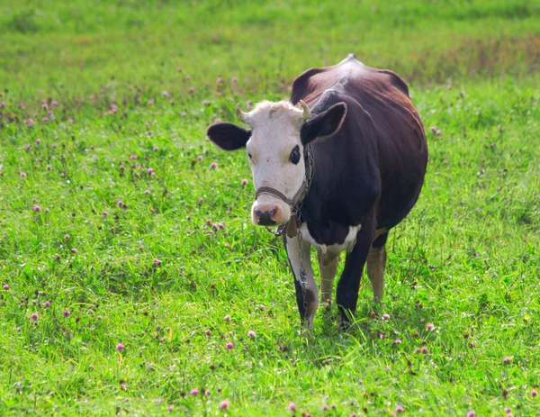 Koe in de klaver veld — Stockfoto