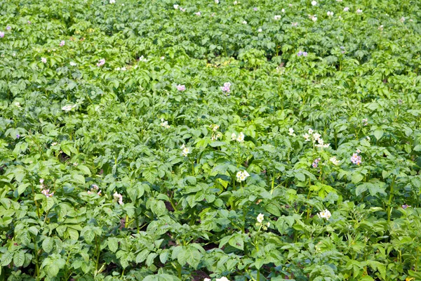 Groene aardappelen veld — Stockfoto