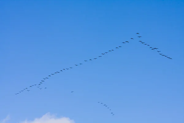 Flock of migrating — Stock Photo, Image