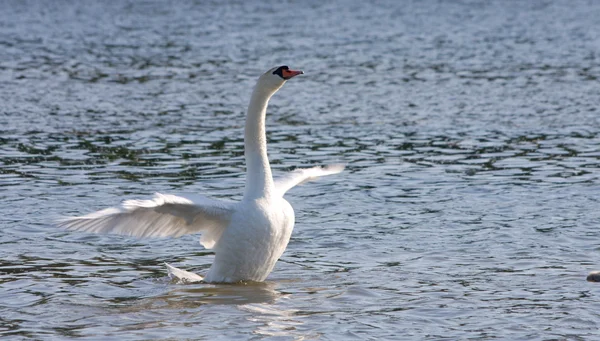 Белый лебедь стоит на мелководье — стоковое фото