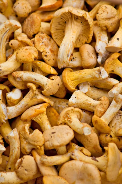 Fresh chanterelle mushrooms — Stock Photo, Image