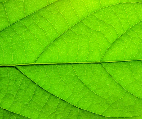 Struktura zielony liść — Zdjęcie stockowe